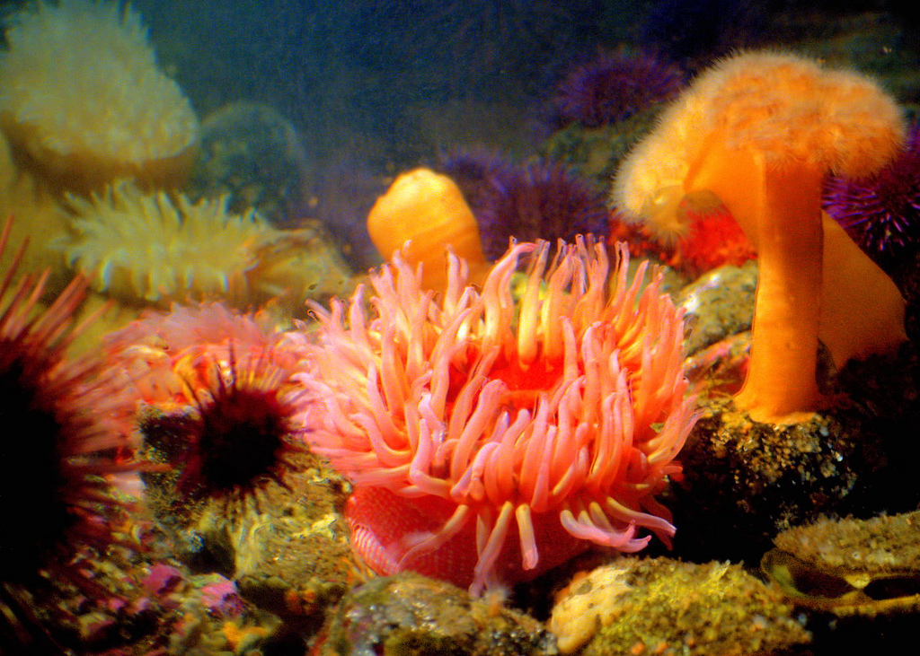 Seattle Aquarium: Sea Anemones by orcmid, on Flickr