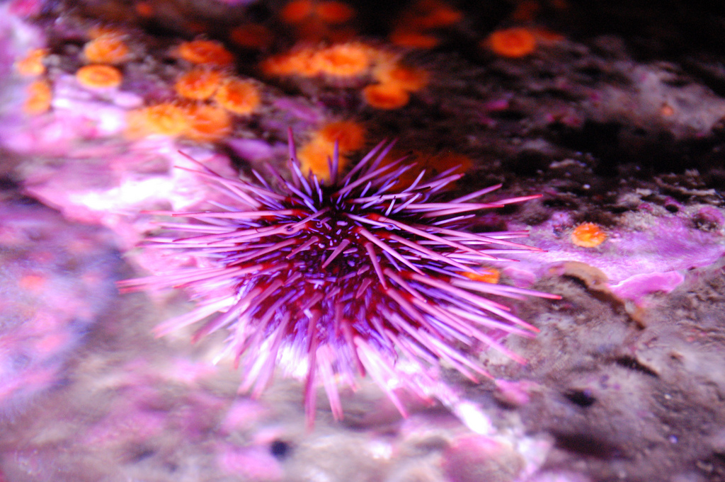 sea urchin, monterey bay aquarium by Jacob Davies, on Flickr