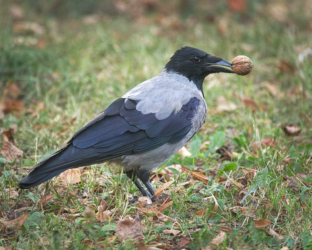Nutty crow by hedera.baltica, on Flickr