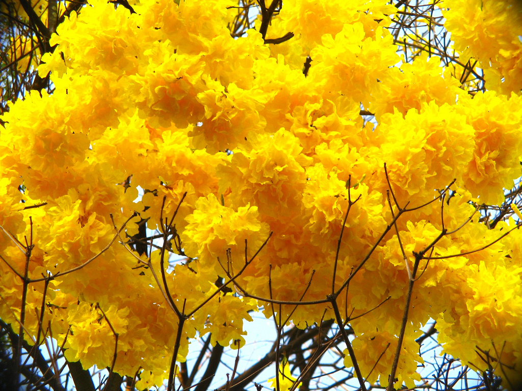 ypê ipê amarelo - golden trumpette tre by mauroguanandi, on Flickr