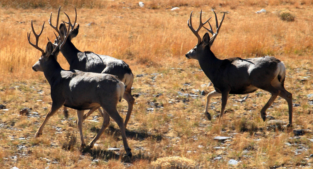 Wildlife near Stella Lake, Great Basin N by Alaskan Dude, on Flickr