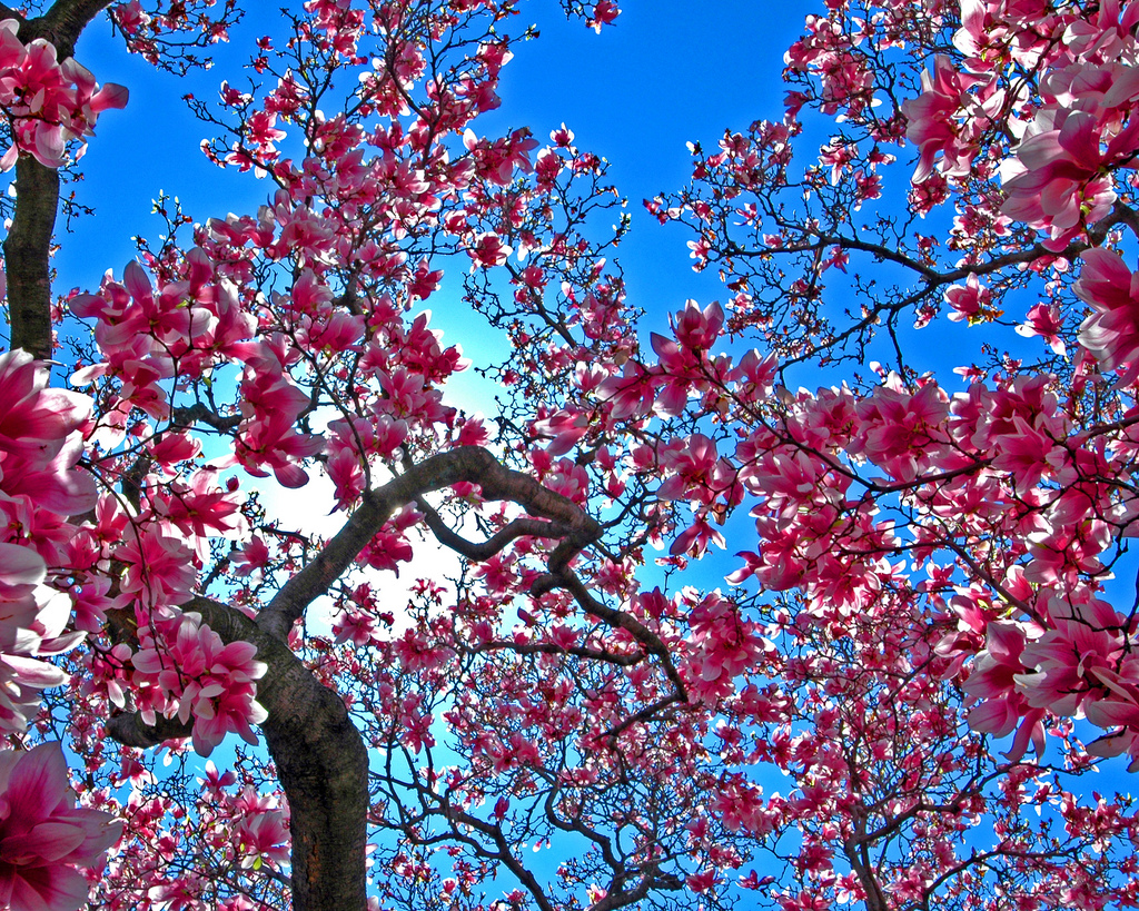 Cherry Blossom #8 by Biggunben, on Flickr