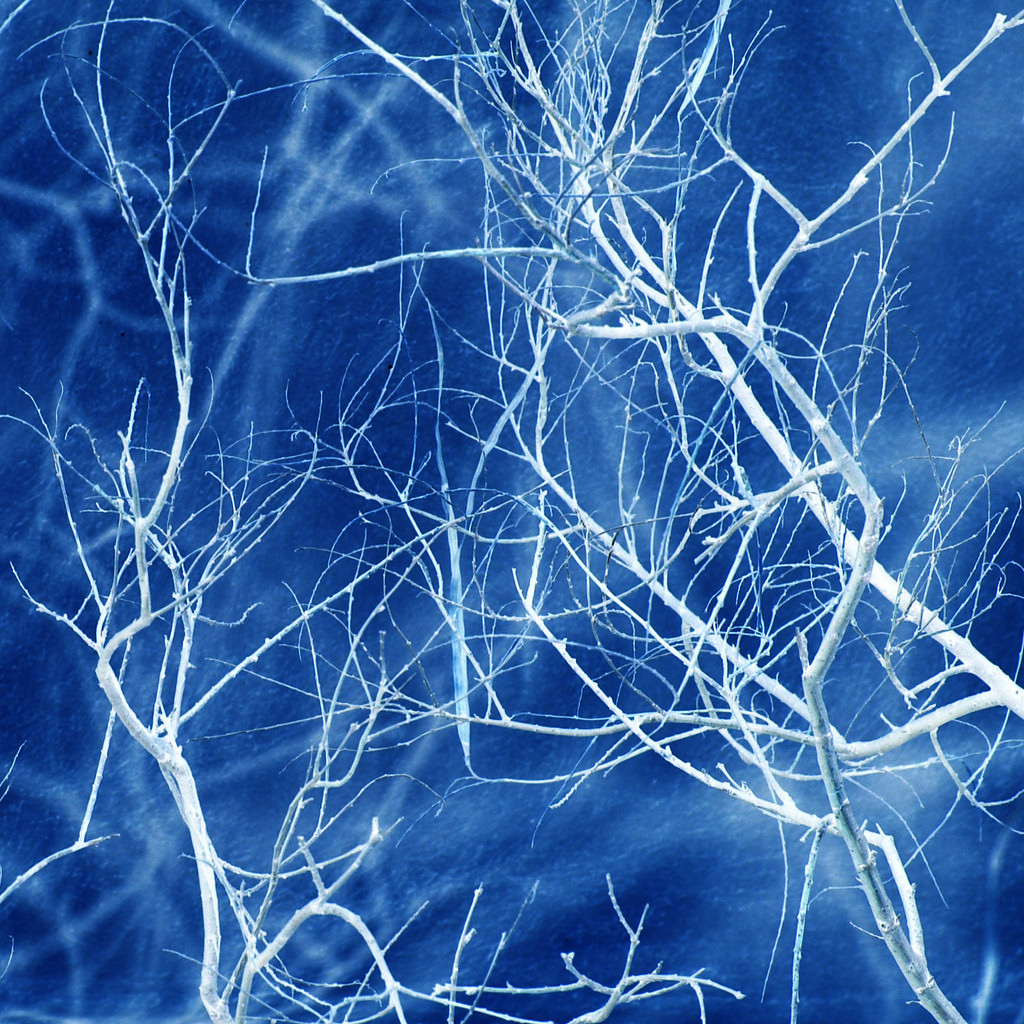 blue dendrites by theilr, on Flickr