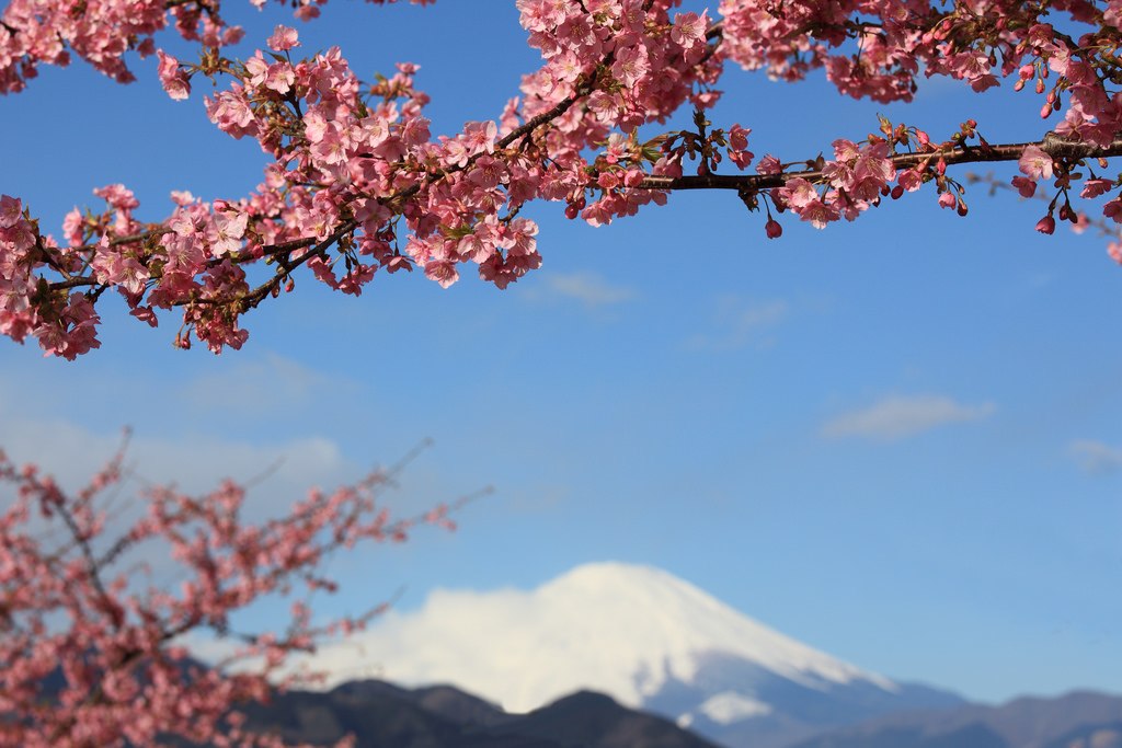 Sakura and Mt. Fuji / 桜(さくら)と� by TANAKA Juuyoh (田中十洋), on Flickr