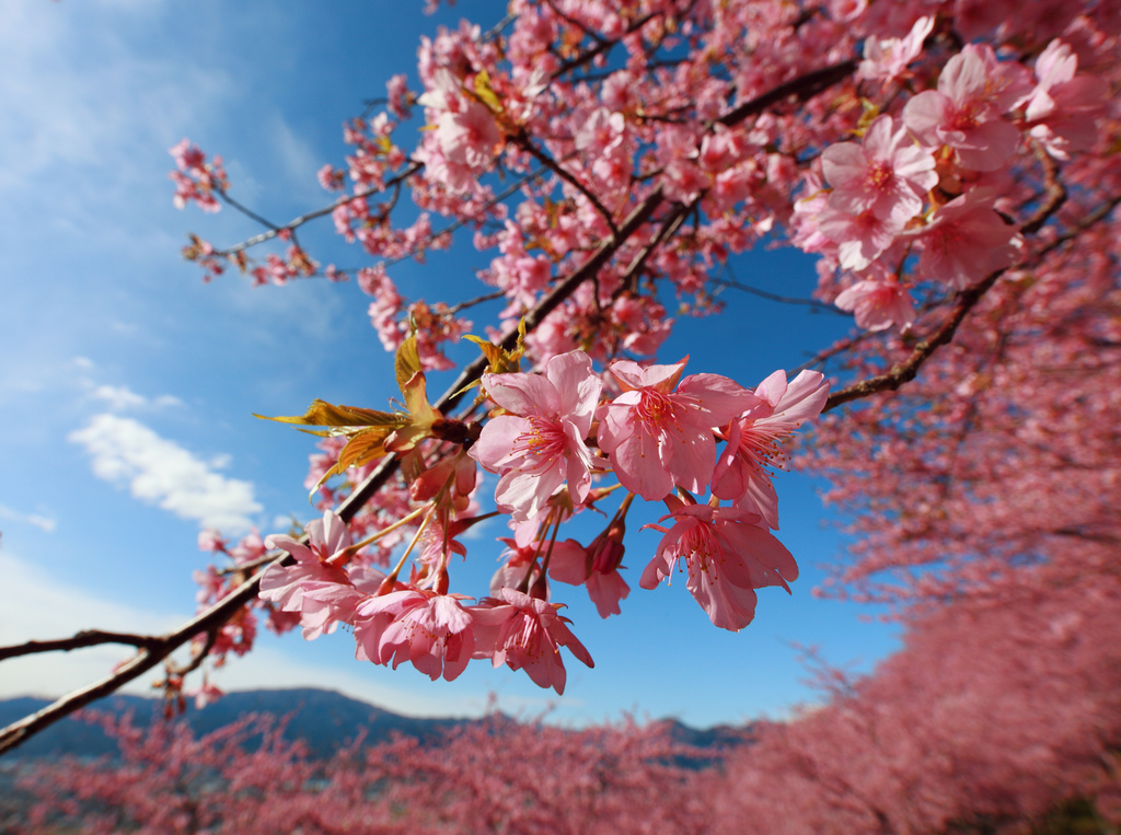 Cherry blossoms / Sakura / 桜 by TANAKA Juuyoh (田中十洋), on Flickr