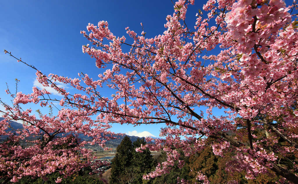 Sakura and Mt. Fuji / 桜(さくら)と� by TANAKA Juuyoh (田中十洋), on Flickr