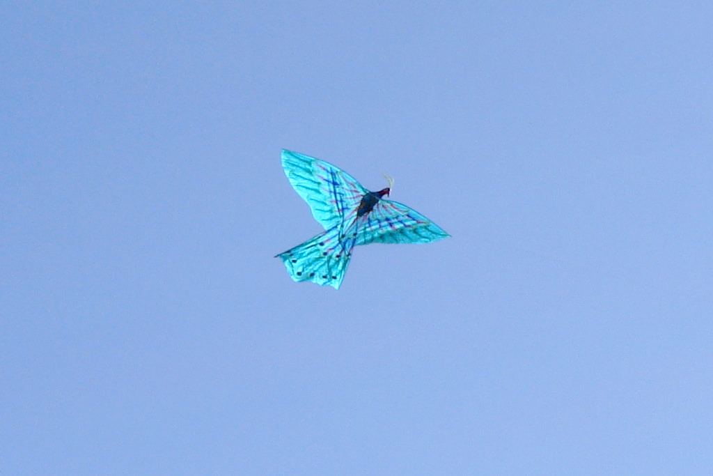 Peacock Kite by Andreanna Moya Photography, on Flickr