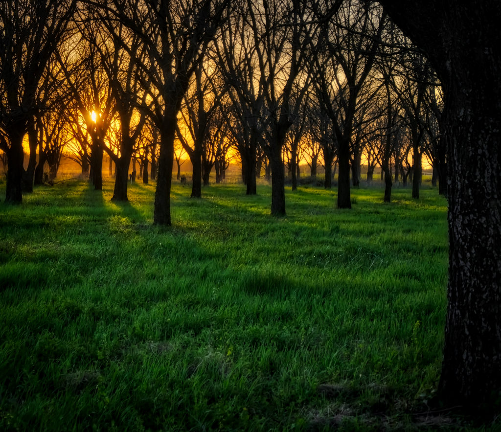 Sunset Trees by sbmeaper1, on Flickr