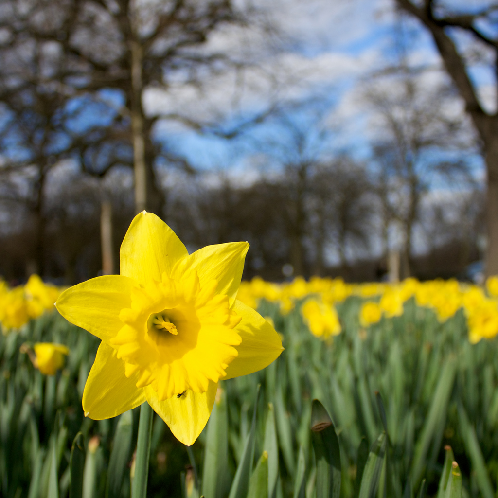 Daffodils by russelljsmith, on Flickr