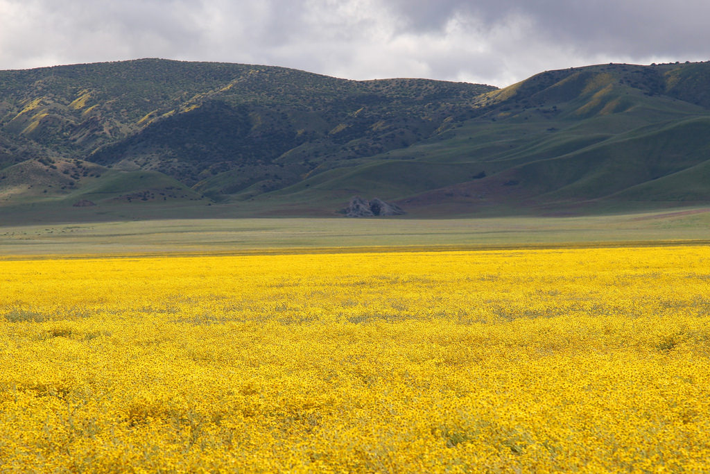 Yellow wildflowers dominate the Plains by daveynin, on Flickr