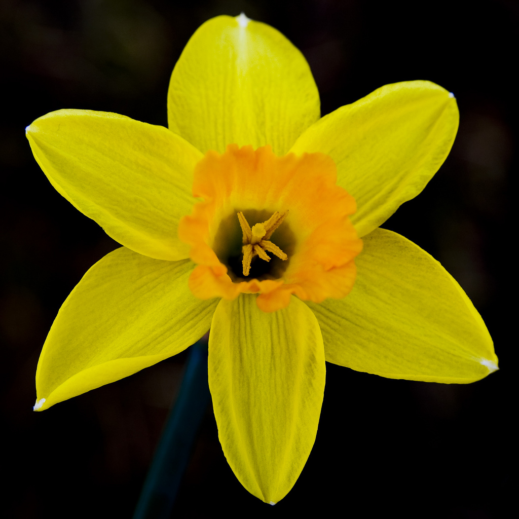 Daffodil Petals by tallpomlin, on Flickr