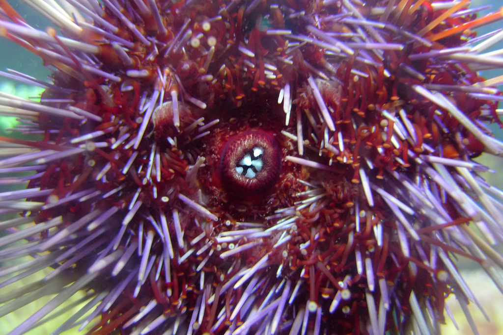 Sea Urchin Closeup by Eric Kilby, on Flickr