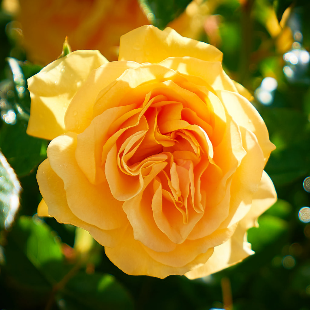 Rose by szeke, on Flickr