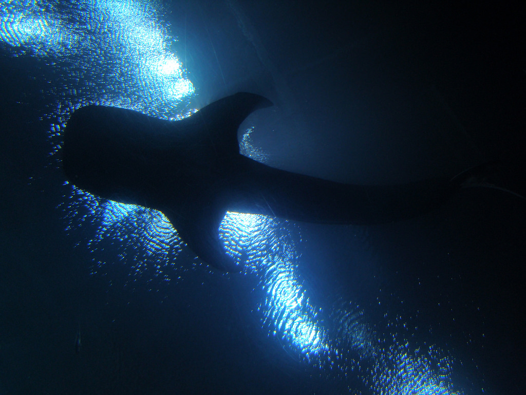 whale shark silhouette by istolethetv, on Flickr