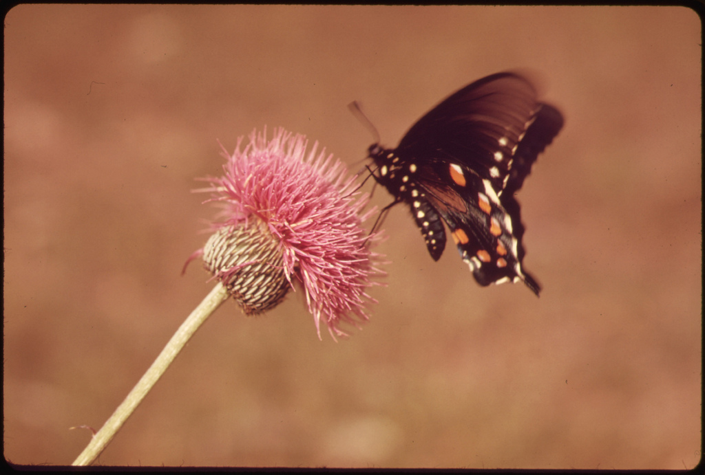 Milk Wort and Butterfly in the Texas Cou by The U.S. National Archives, on Flickr