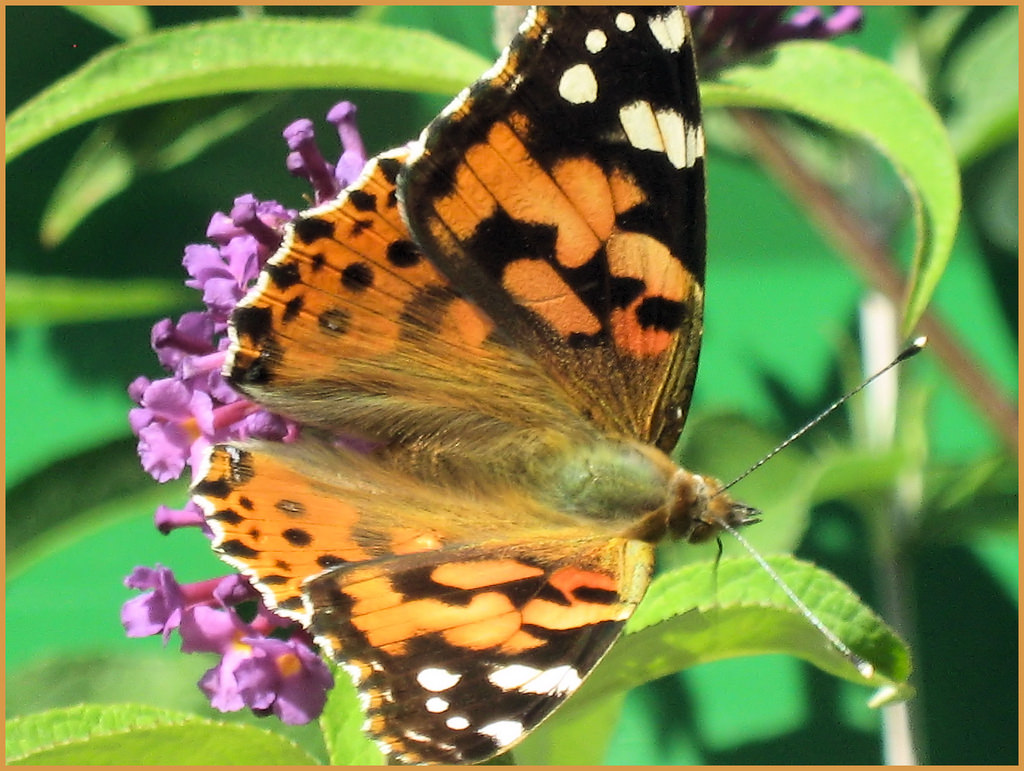 butterfly, butterfly by sophiea, on Flickr