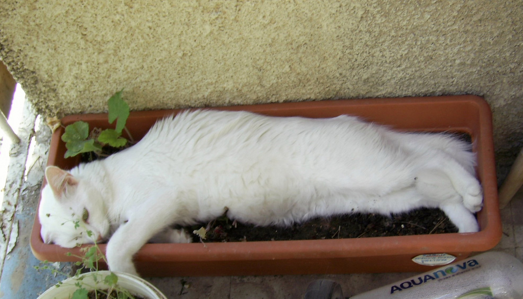 Cat Plant by zeevveez, on Flickr