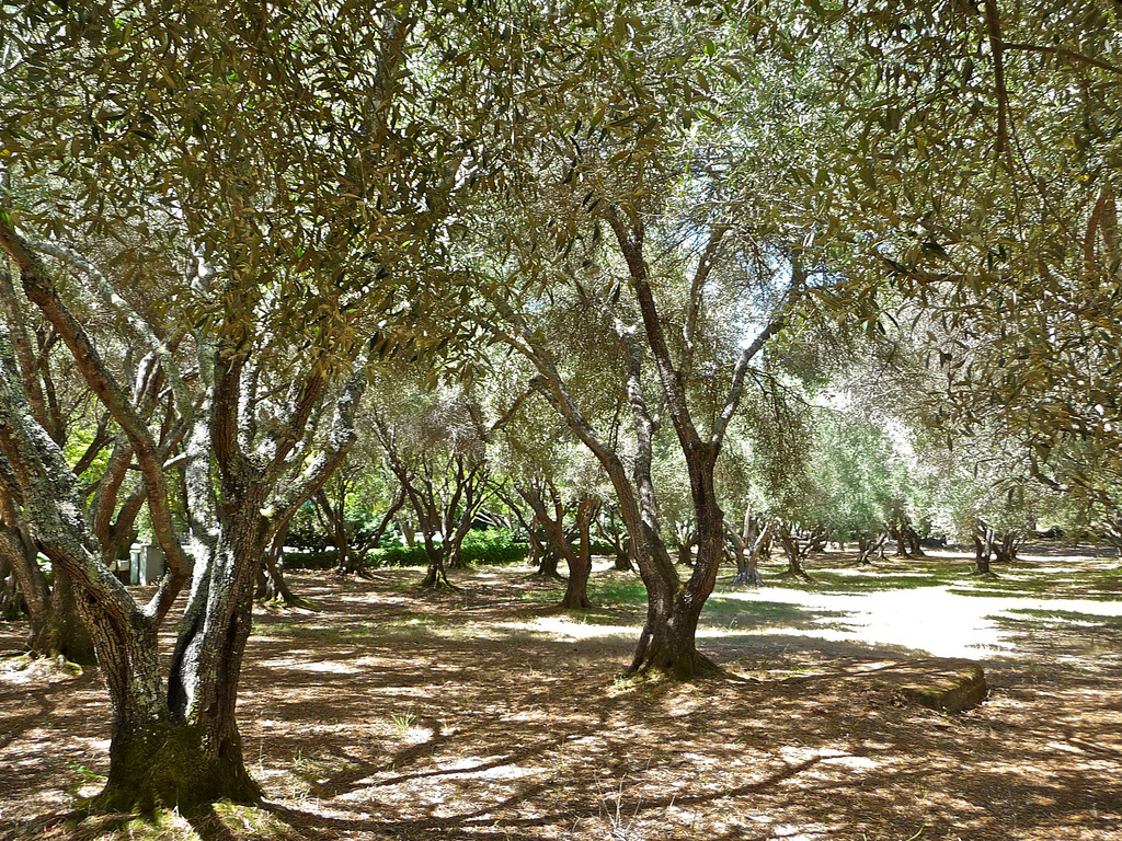 olive trees by Art Poskanzer, on Flickr