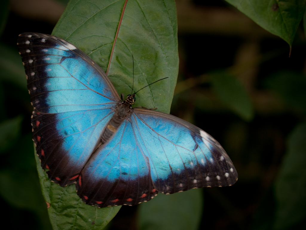 Blue Morpho Butterfly by wwarby, on Flickr