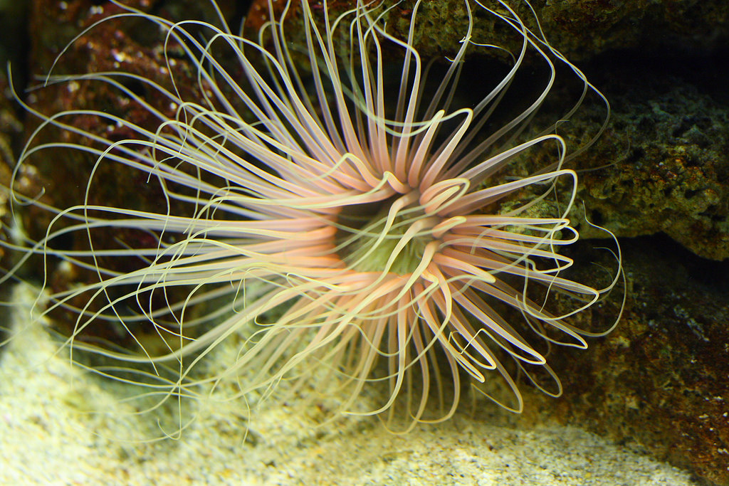 Sea Anemone by Kristoffer M.C., on Flickr