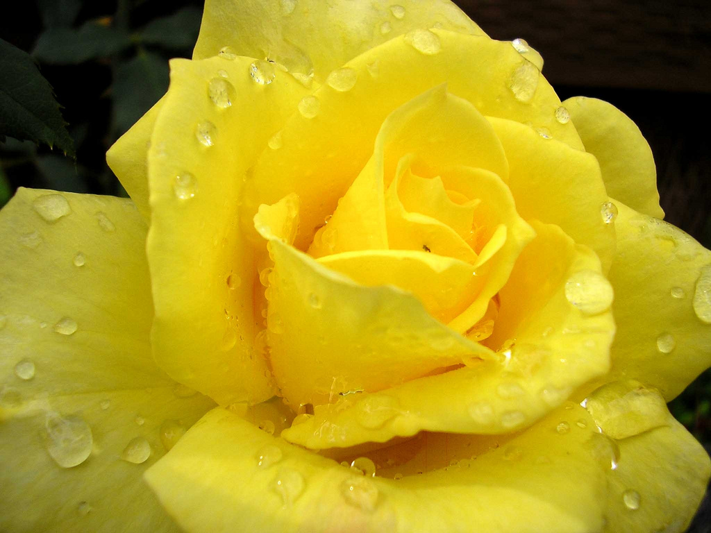 Yellow rose after the summer rains by photogirl7.1, on Flickr