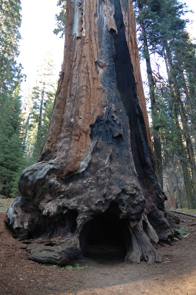 Chimney tree, Sequoia National Park by xJason.Rogersx, on Flickr