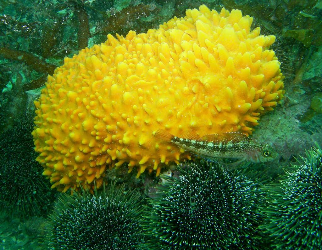 Sponge and Triple-fin fish by Anna Barnett, on Flickr