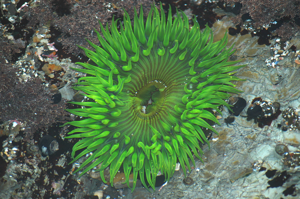 Giant Green Anemone - Anthopleura sola by jkirkhart35, on Flickr