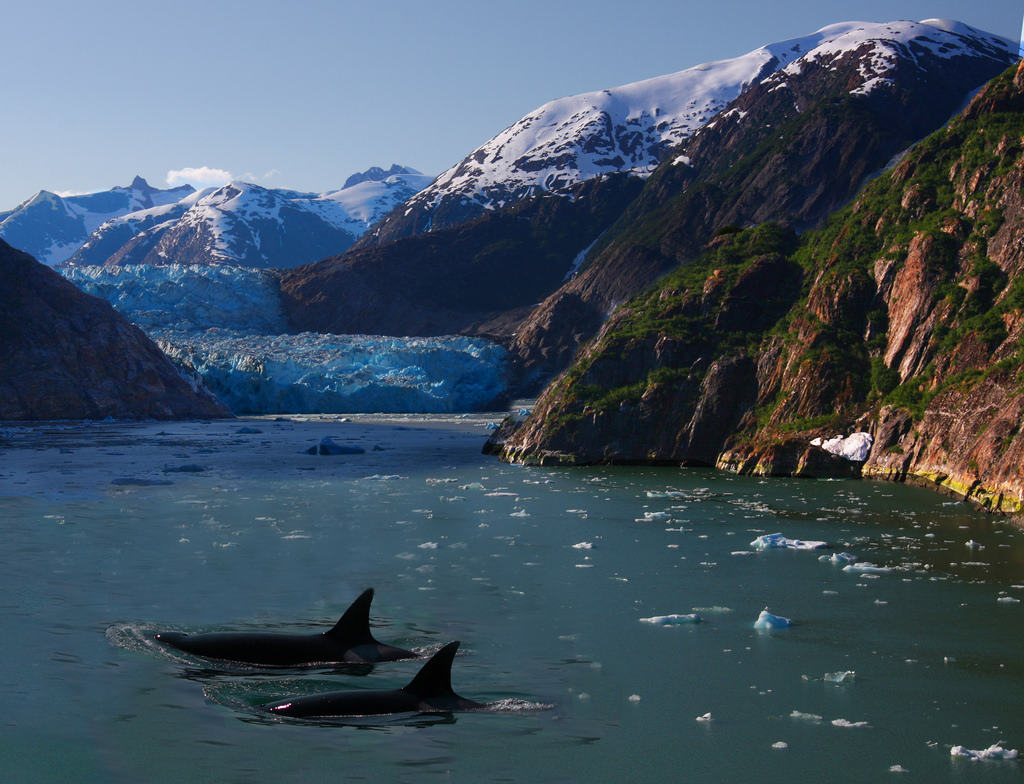 Killer Whales and a Glacier by Rennett Stowe, on Flickr