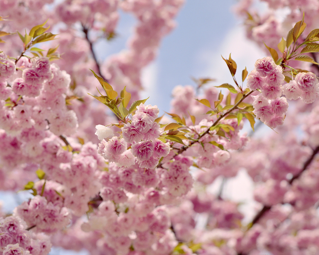Sakura by JanneM, on Flickr