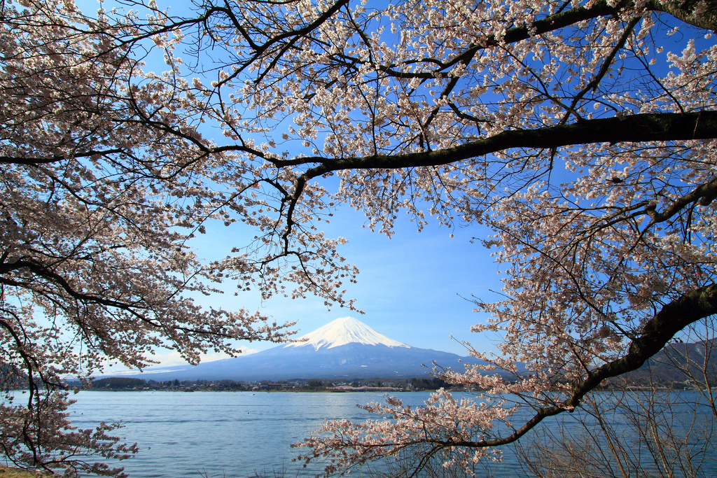 Sakura on Mt. Fuji by skyseeker, on Flickr