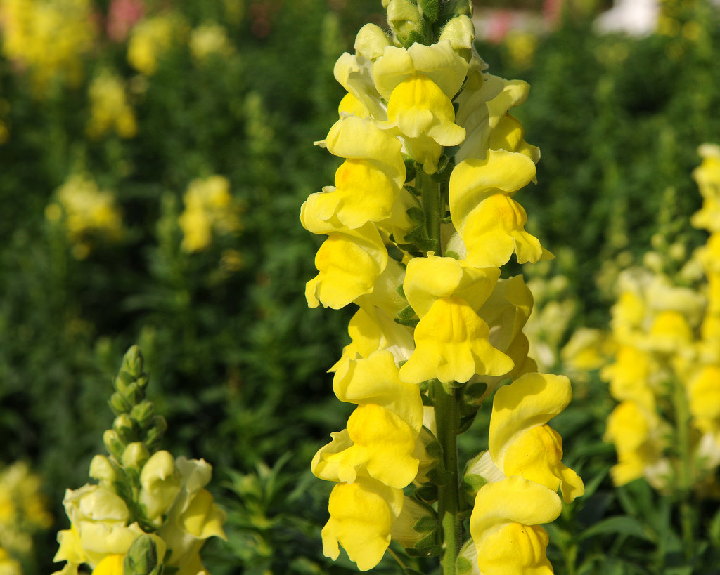 Yellow snapdragon by USFWS/Southeast, on Flickr