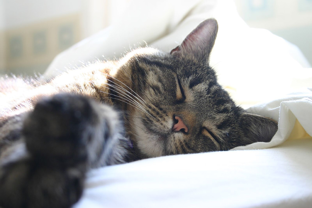 Sleeping Cat by Ella Mullins, on Flickr