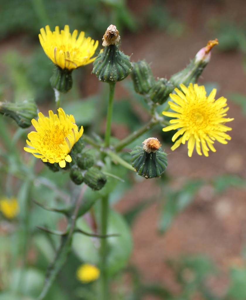 Smooth Sow-thistle. (Sonchus oleraceus) by Phil Sellens, on Flickr