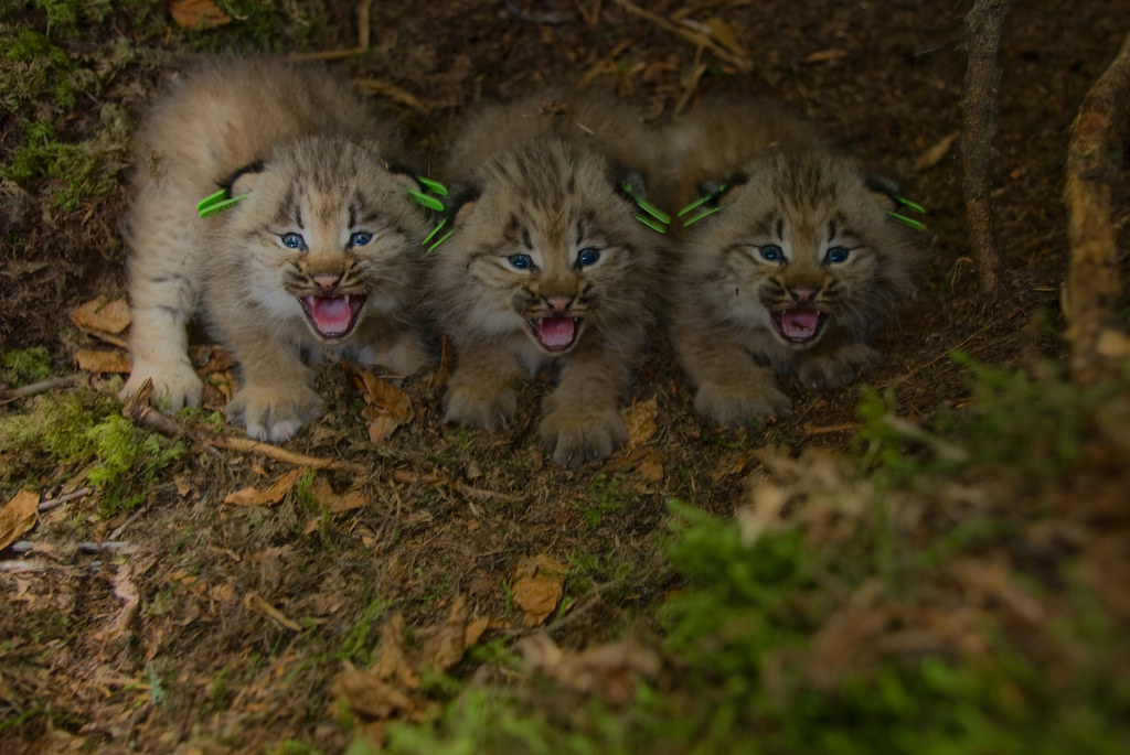 Photo of the Week - Canada Lynx kittens by U. S. Fish and Wildlife Service - Northeast Region, on Flickr