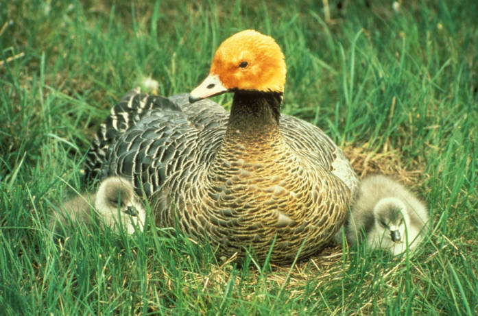 Emperor Goose and Chicks on the Yukon De by USFWS Headquarters, on Flickr