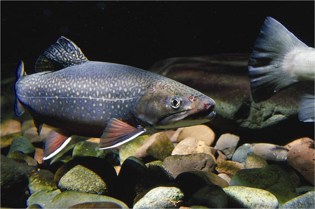 Eastern Brook Trout by U. S. Fish and Wildlife Service - Northeast Region, on Flickr