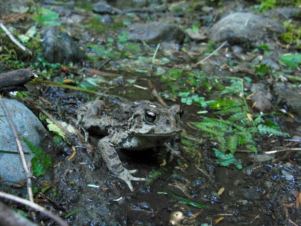 Western toad (Bufo boreas) on Olympic Na by MiguelVieira, on Flickr