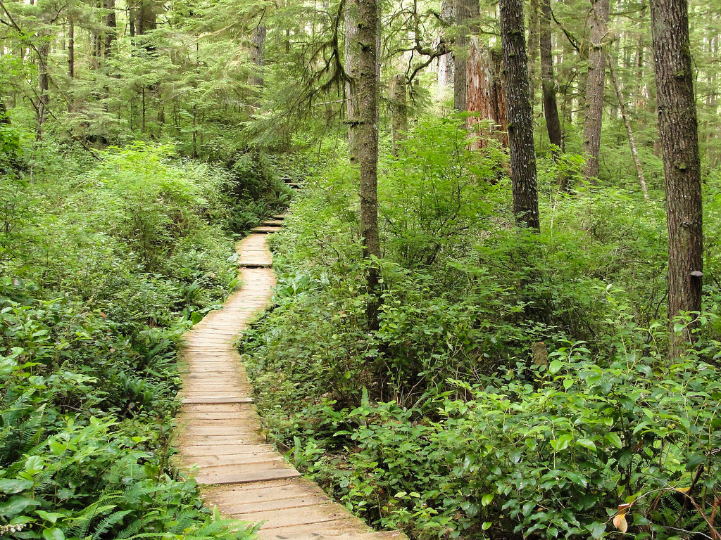 Olympic National Park Cape Alava Trail by MiguelVieira, on Flickr