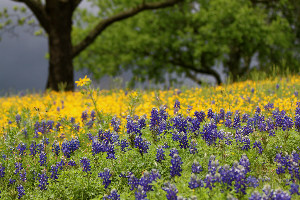 Flowers in bloom, spring in Texas Hill C by roy.luck, on Flickr