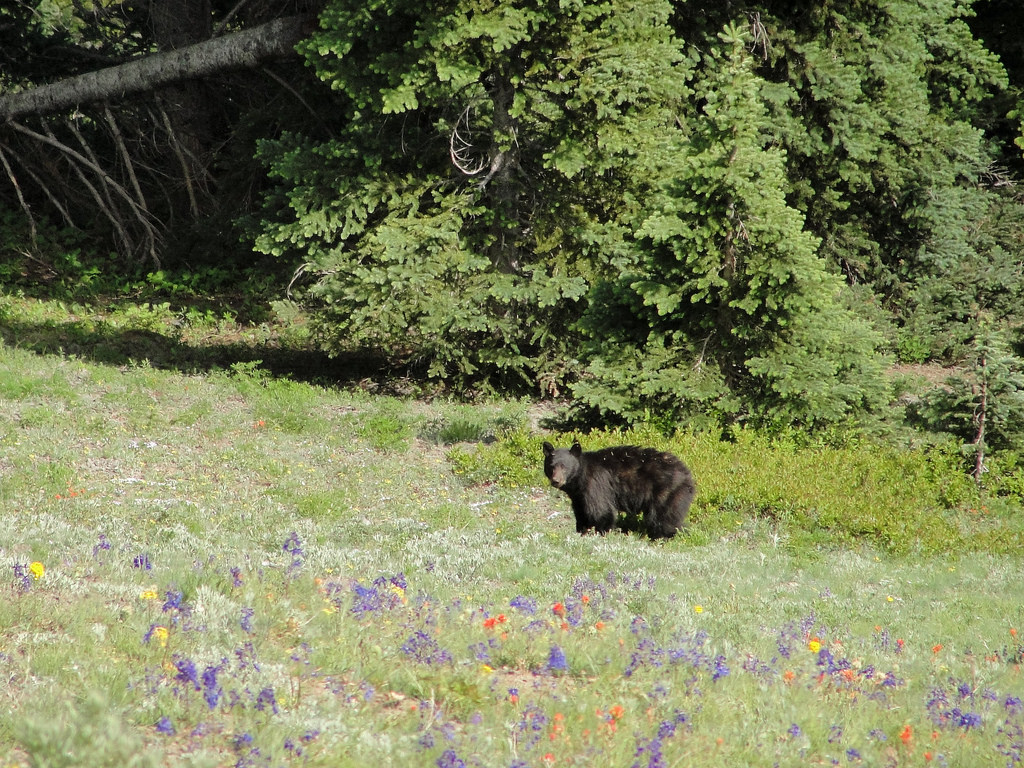 Black bear (Ursus americanus) from Olymp by MiguelVieira, on Flickr