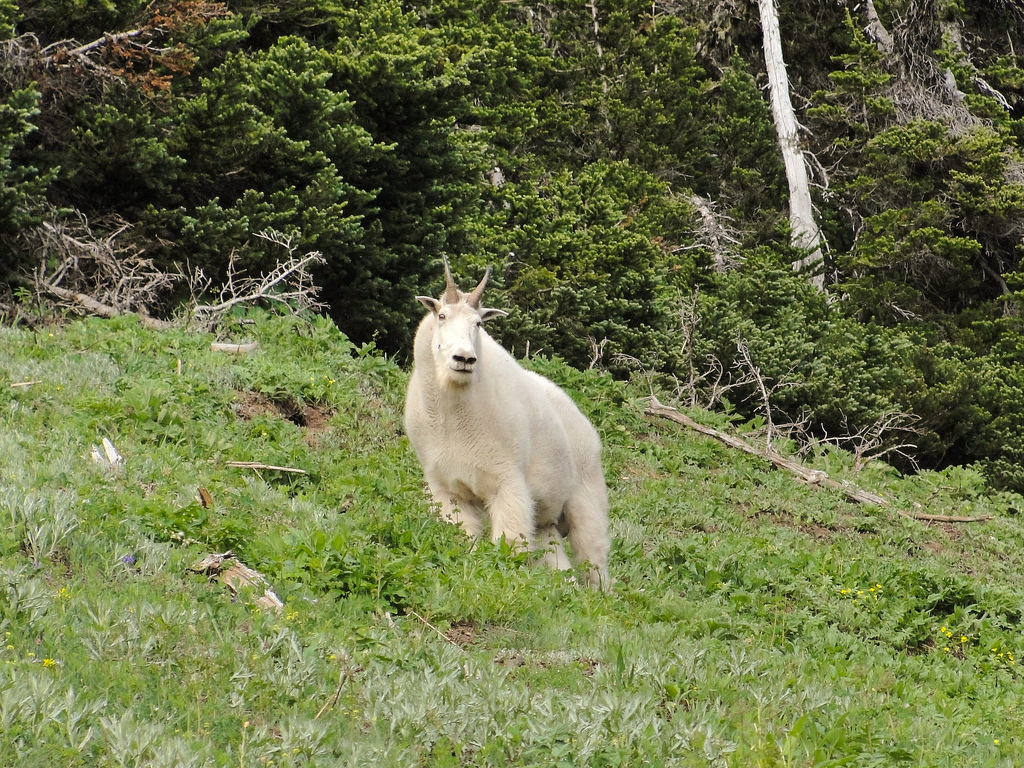 Mountain goat (Oreamnos americanus) on O by MiguelVieira, on Flickr