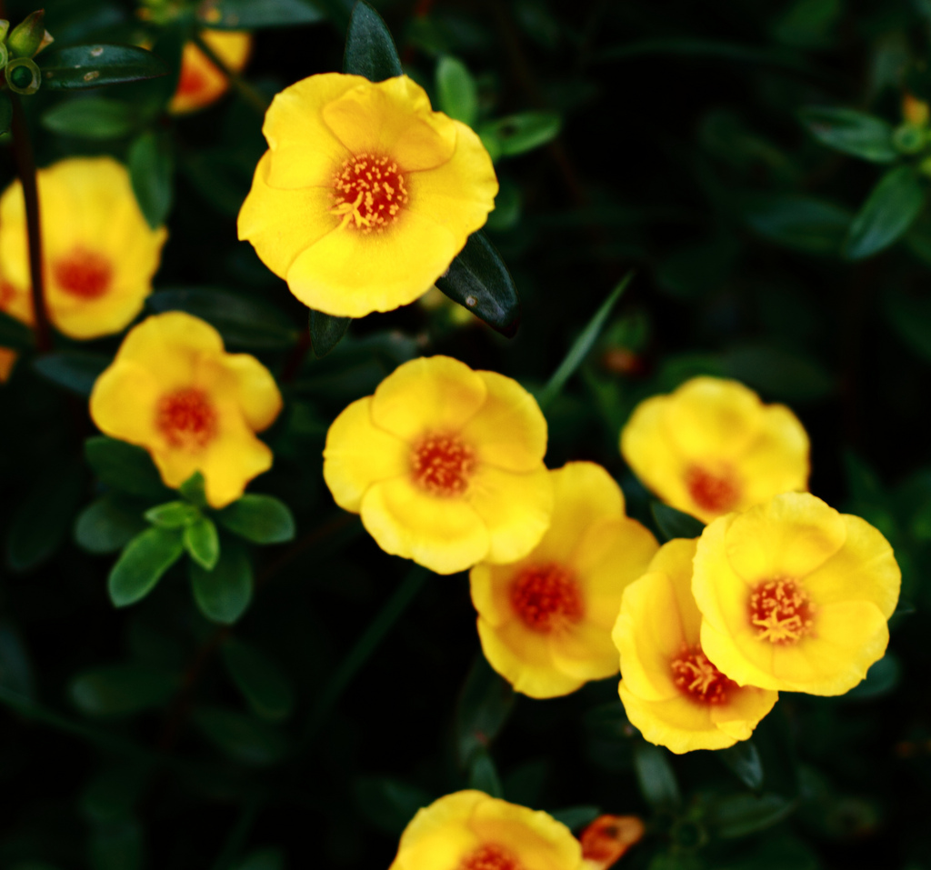 Yellow Flower Bunch (Portulaca) by Swami Stream, on Flickr