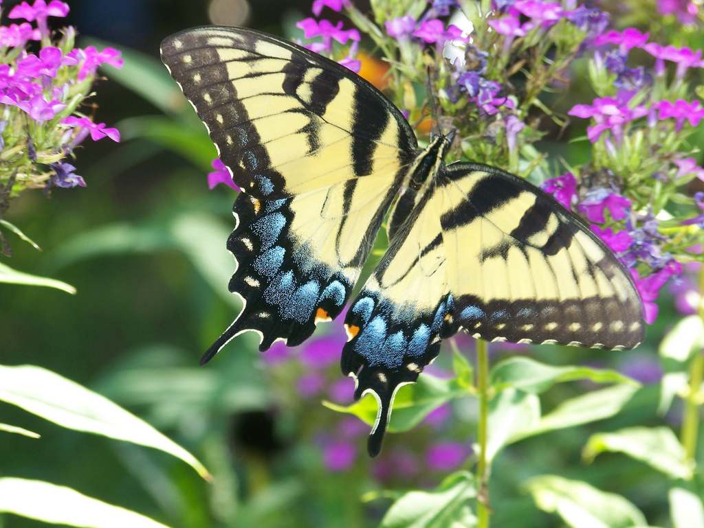 Butterfly by SFAJane, on Flickr