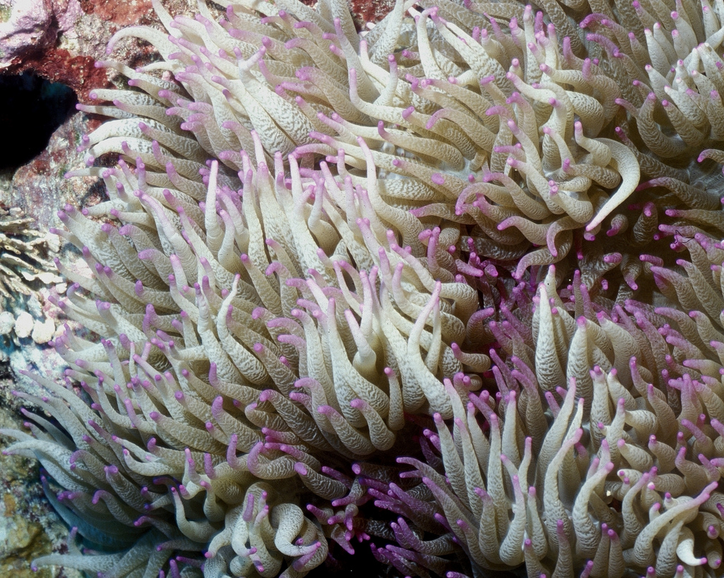Sea anemone at Kingman Reef NWR by USFWS Headquarters, on Flickr