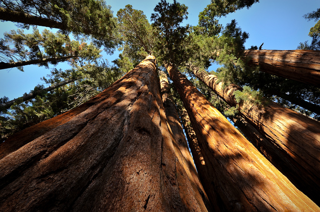 Giant Sequoias, along the Crescent Meado by bumeister1, on Flickr