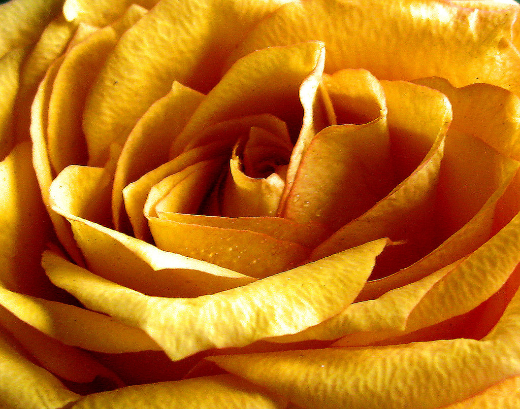 Złota Róża - Golden Rose by Jarosław Pocztarski, on Flickr