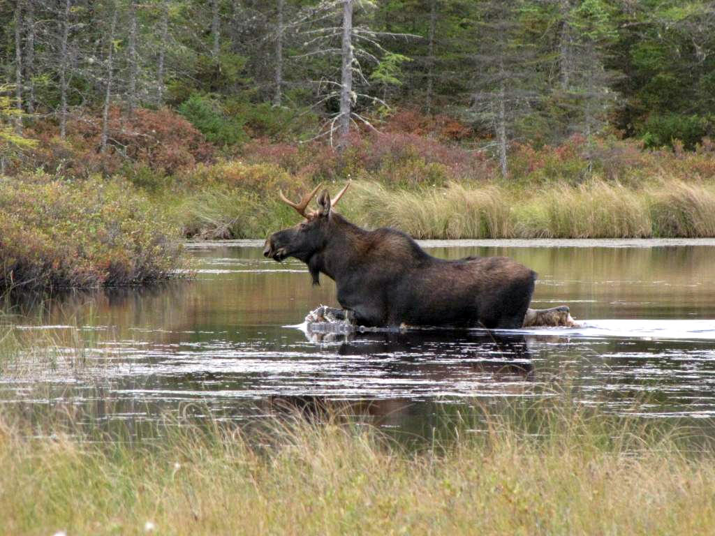 Photo of the Week - Moose at Conte Natio by U. S. Fish and Wildlife Service - Northeast Region, on Flickr