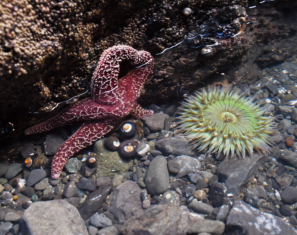 Purple Ochre Sea Star (Pisaster ochraceu by Franco Folini, on Flickr