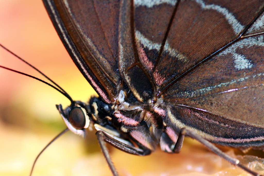 Butterfly body by Jenn Durfey, on Flickr